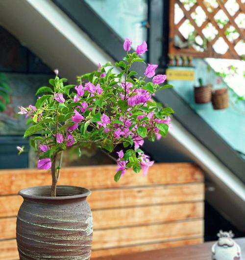 高盆植物的选择与种植技巧（从高盆的特点出发，详细介绍适合种植的植物以及注意事项）-第3张图片-绿意生活