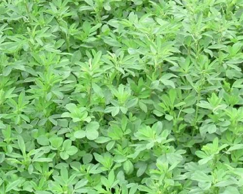 高丹草是多年生植物吗？（揭秘高丹草的生命周期）-第2张图片-绿意生活
