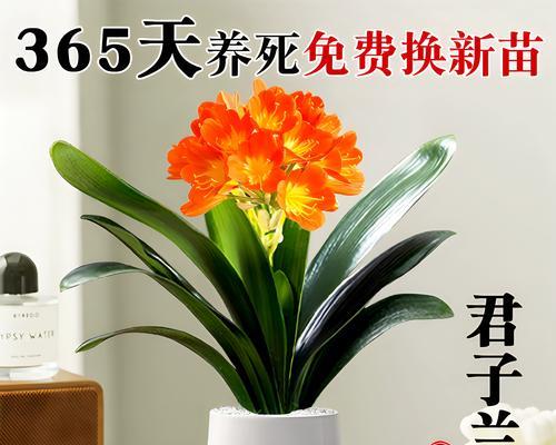 君子兰的室内养护（了解君子兰的特点与养护技巧，让它在室内健康生长）-第3张图片-绿意生活