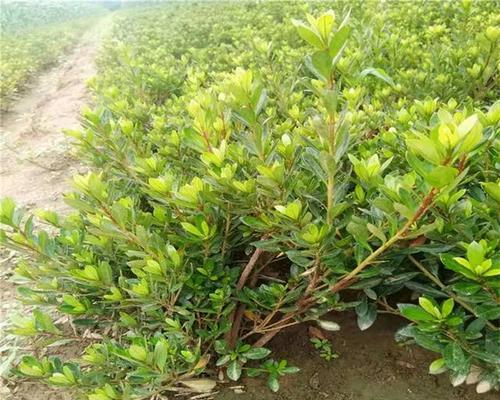 如何在家里种植杜鹃花（地栽杜鹃，让你在家也能享受美丽的春天）-第1张图片-绿意生活