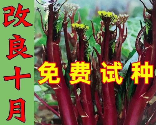 红菜苔的种植月份（选择合适的时间，让红菜苔更加茁壮成长）-第1张图片-绿意生活