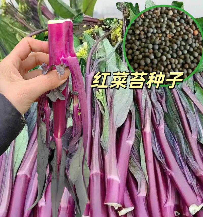 红菜苔的种植月份（选择合适的时间，让红菜苔更加茁壮成长）-第3张图片-绿意生活