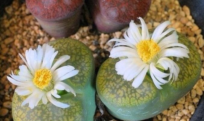 生石花繁殖指南（方法、注意事项和技巧详解）-第3张图片-绿意生活