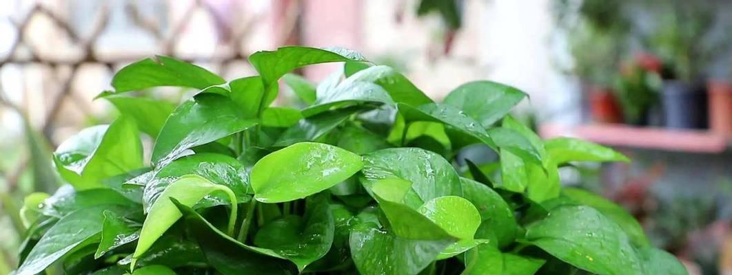 用茶叶水浇花是个好主意吗？（让你的植物茁壮成长，一杯茶水就够了！）-第1张图片-绿意生活