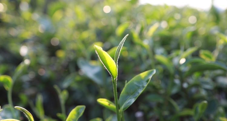 用茶叶水浇花是个好主意吗？（让你的植物茁壮成长，一杯茶水就够了！）-第3张图片-绿意生活