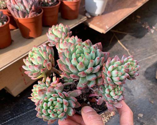 蓝苹果的养护技巧（打造健康又美丽的果树）-第2张图片-绿意生活
