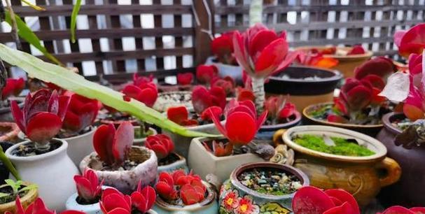 多肉植物冬季养护指南（如何避免多肉冻死？）-第3张图片-绿意生活