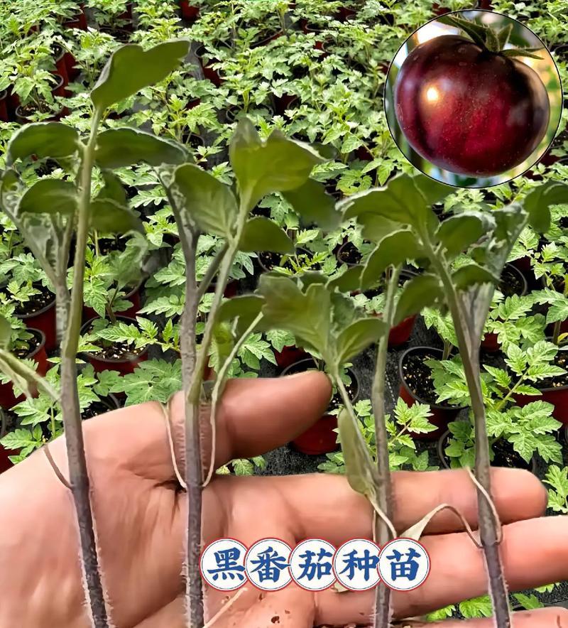 西红柿种子的种植方法（从选种到收获，助你成功种植西红柿）-第1张图片-绿意生活