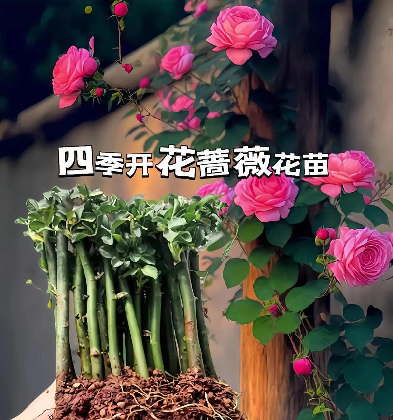 家里种蔷薇花的风水效应（花开富贵，好运常伴）-第1张图片-绿意生活