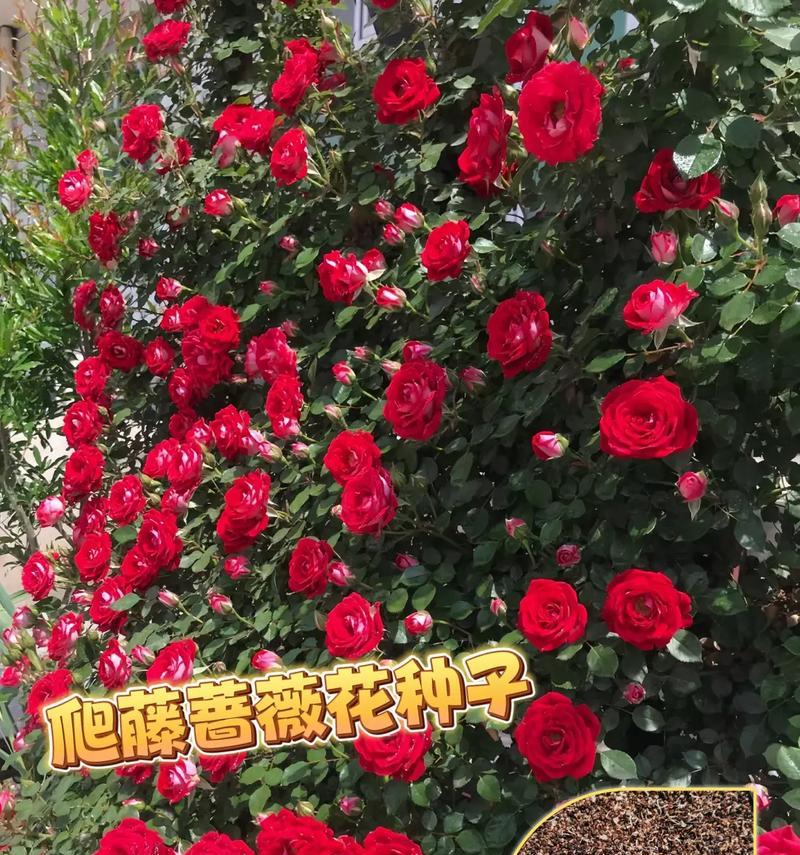 家里种蔷薇花的风水效应（花开富贵，好运常伴）-第3张图片-绿意生活