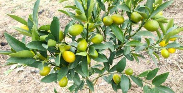 茶花摘心打顶时间与方法（掌握正确时间和方法，让茶花生长更健康）-第3张图片-绿意生活
