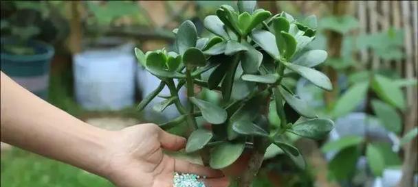 白芨到底喜阴还是喜阳？（探究白芨喜阴喜阳的秘密，找寻适宜种植的环境。）-第3张图片-绿意生活