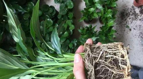 白醋可以浇多肉植物吗？——揭秘多肉植物护理的新方式（使用白醋浇水能否促进多肉生长与健康——）-第2张图片-绿意生活