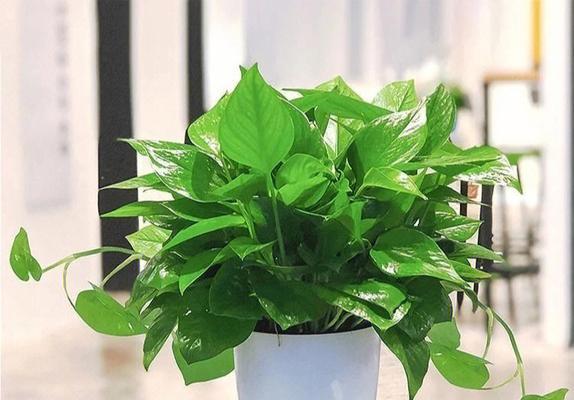 大绿萝养殖指南（从光照、温度到病虫害，打造健康美丽的大绿萝）-第1张图片-绿意生活