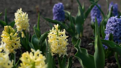 美丽的卫矛花——和风信子的姐妹花（探秘卫矛花的美丽与奥秘）-第1张图片-绿意生活