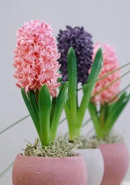 美丽的卫矛花——和风信子的姐妹花（探秘卫矛花的美丽与奥秘）-第3张图片-绿意生活