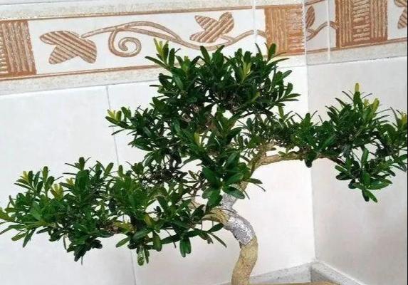 能否用阿司匹林浇茶花？（阿司匹林浇水对茶花的影响及注意事项）-第1张图片-绿意生活