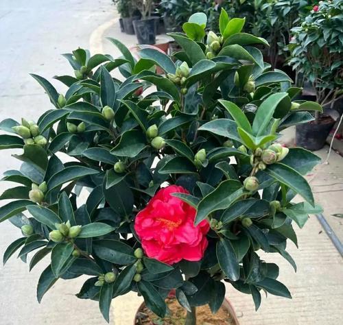 能否用阿司匹林浇茶花？（阿司匹林浇水对茶花的影响及注意事项）-第3张图片-绿意生活