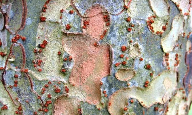榔榆冬季落叶现象剖析（生物周期、环境适应和生态意义）-第3张图片-绿意生活