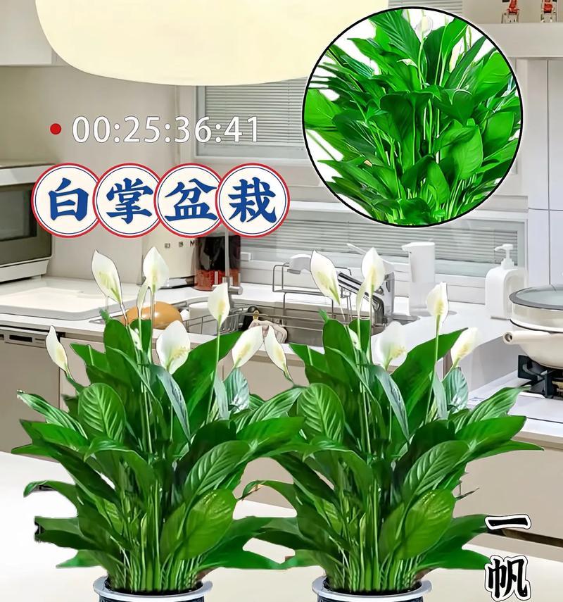 白掌有毒吗？室内养护注意事项（了解白掌的毒性，安全养护白掌）-第2张图片-绿意生活