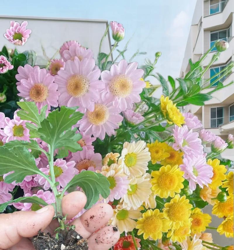 菊花的生长条件（晒太阳是菊花成长的必要条件）-第1张图片-绿意生活