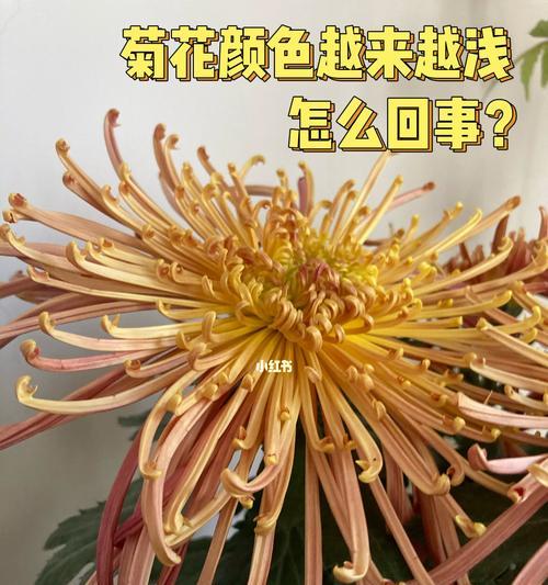菊花的生长条件（晒太阳是菊花成长的必要条件）-第3张图片-绿意生活
