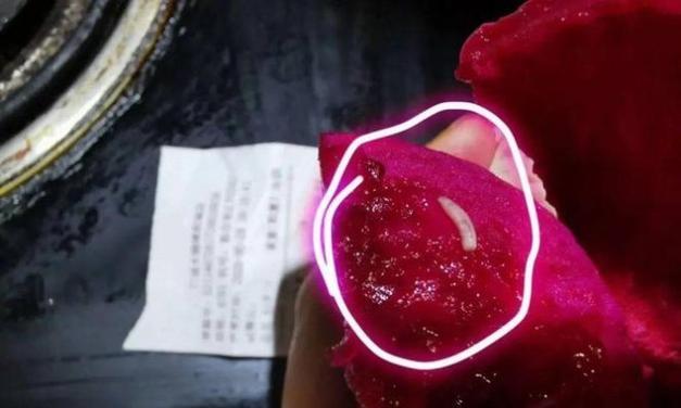 如何正确储存火龙果？（掌握储存技巧，品尝鲜美火龙果）-第2张图片-绿意生活