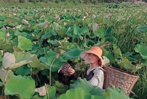 莲子采摘的时间和方法（掌握正确的采摘时间和方法，保证莲子的品质）-第3张图片-绿意生活