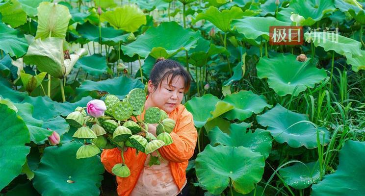 莲子采摘的时间和方法（掌握正确的采摘时间和方法，保证莲子的品质）-第2张图片-绿意生活
