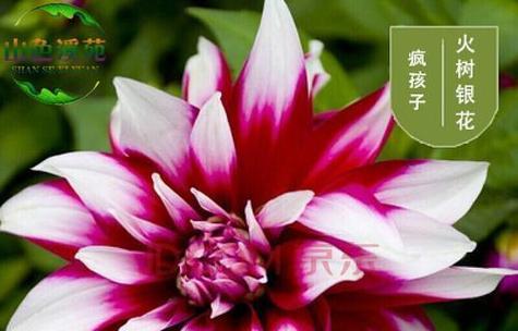 大丽花的繁殖方法与注意事项（掌握正确方法，让大丽花健康繁衍）-第2张图片-绿意生活