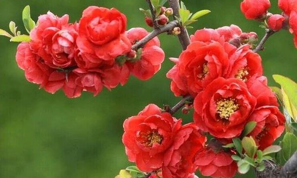 花语吉祥如意（解读代表吉祥如意的花卉及其寓意）-第3张图片-绿意生活