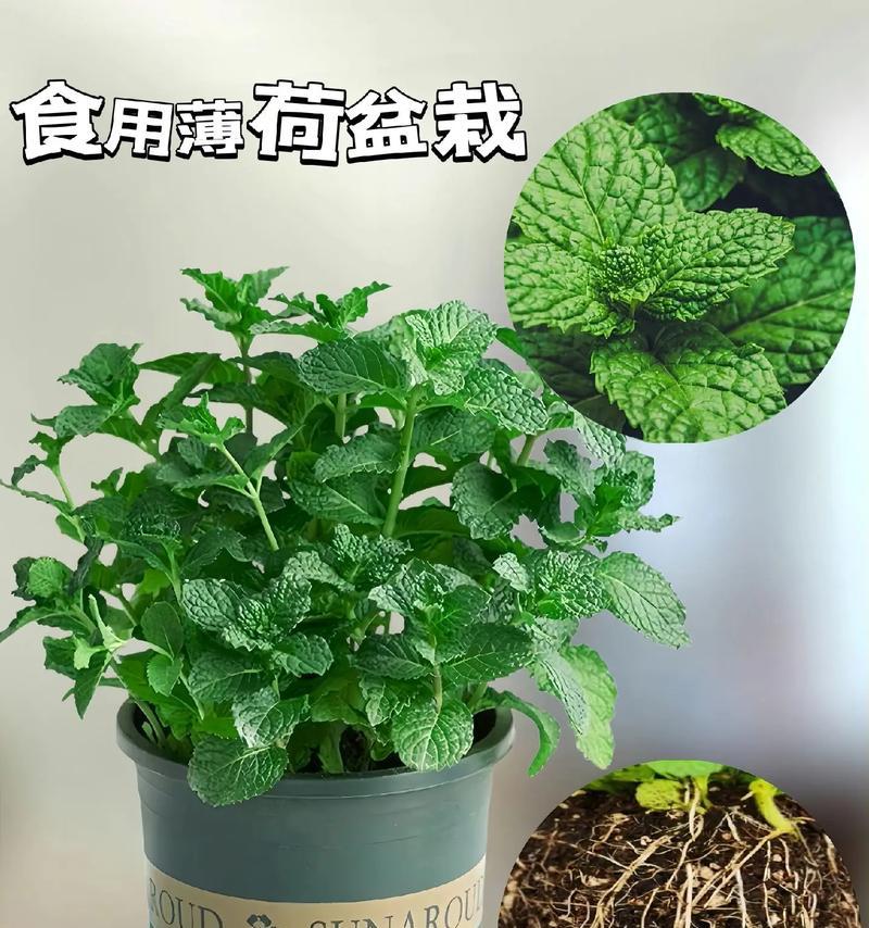 种植薄荷的最佳时期（掌握好时间，丰收更容易）-第2张图片-绿意生活