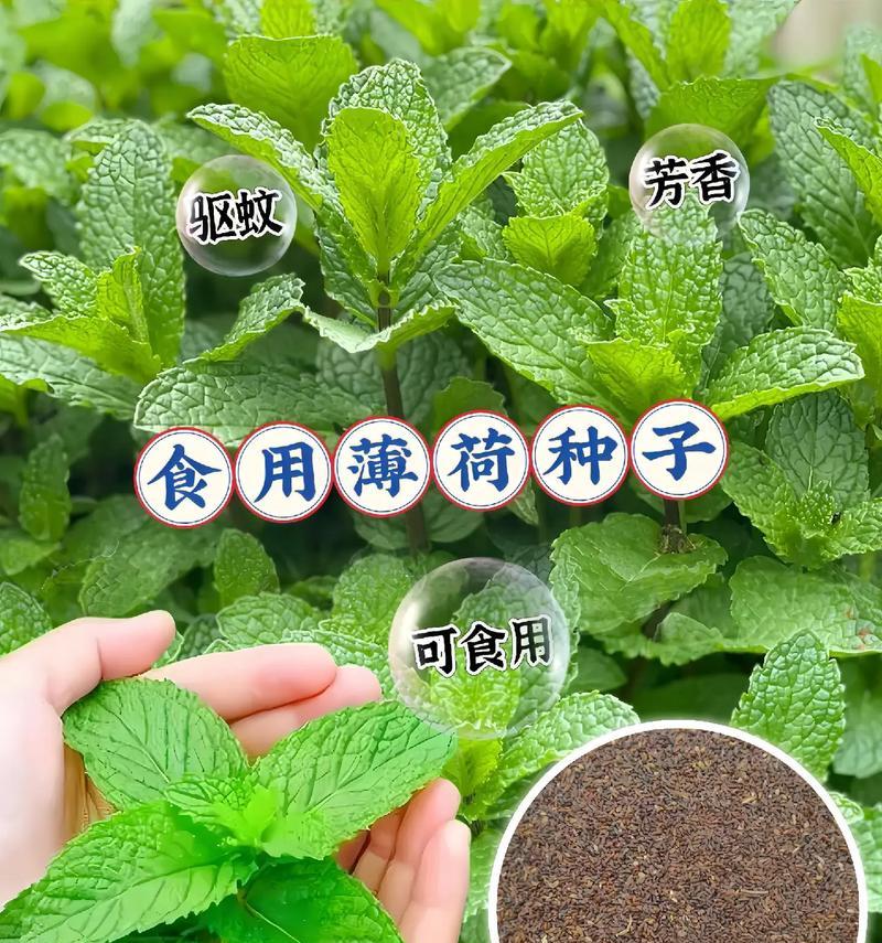 种植薄荷的最佳时期（掌握好时间，丰收更容易）-第1张图片-绿意生活
