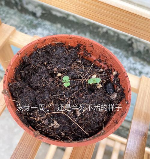 种植薄荷的最佳时期（掌握好时间，丰收更容易）-第3张图片-绿意生活