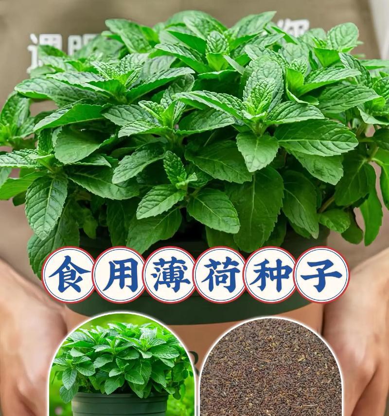 家里不能种薄荷的原因（了解薄荷的生长环境和栽培技巧）-第2张图片-绿意生活