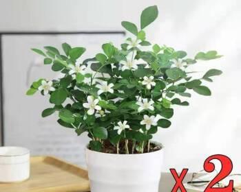深盆与浅盆，九里香适合哪一种？（探究九里香的栽培要求与生长习惯，为你选择合适的盆器提供参考。）-第1张图片-绿意生活
