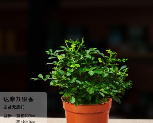 深盆与浅盆，九里香适合哪一种？（探究九里香的栽培要求与生长习惯，为你选择合适的盆器提供参考。）-第2张图片-绿意生活