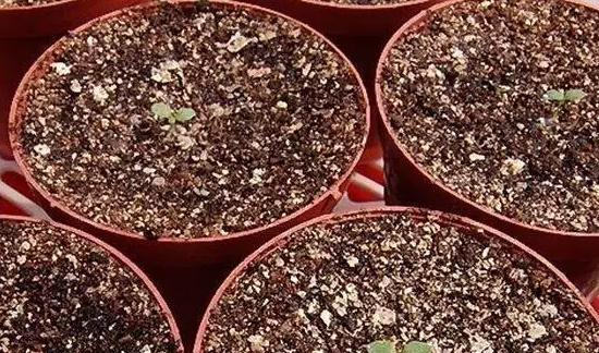 矮牵牛的繁殖方法与注意事项（掌握矮牵牛的生长特点，做好繁殖准备）-第3张图片-绿意生活