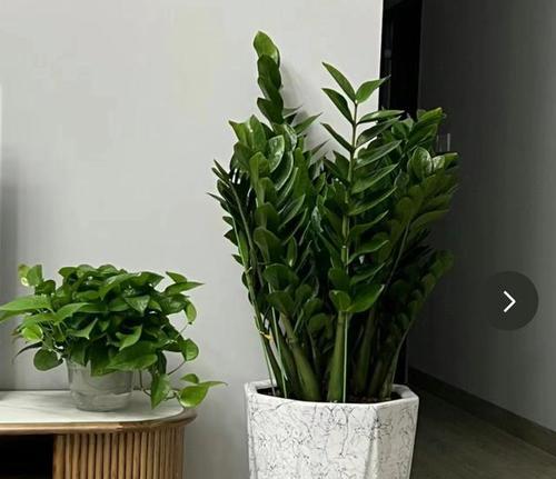 居家生活中的植物盆栽（打造绿意盎然的舒适空间）-第1张图片-绿意生活