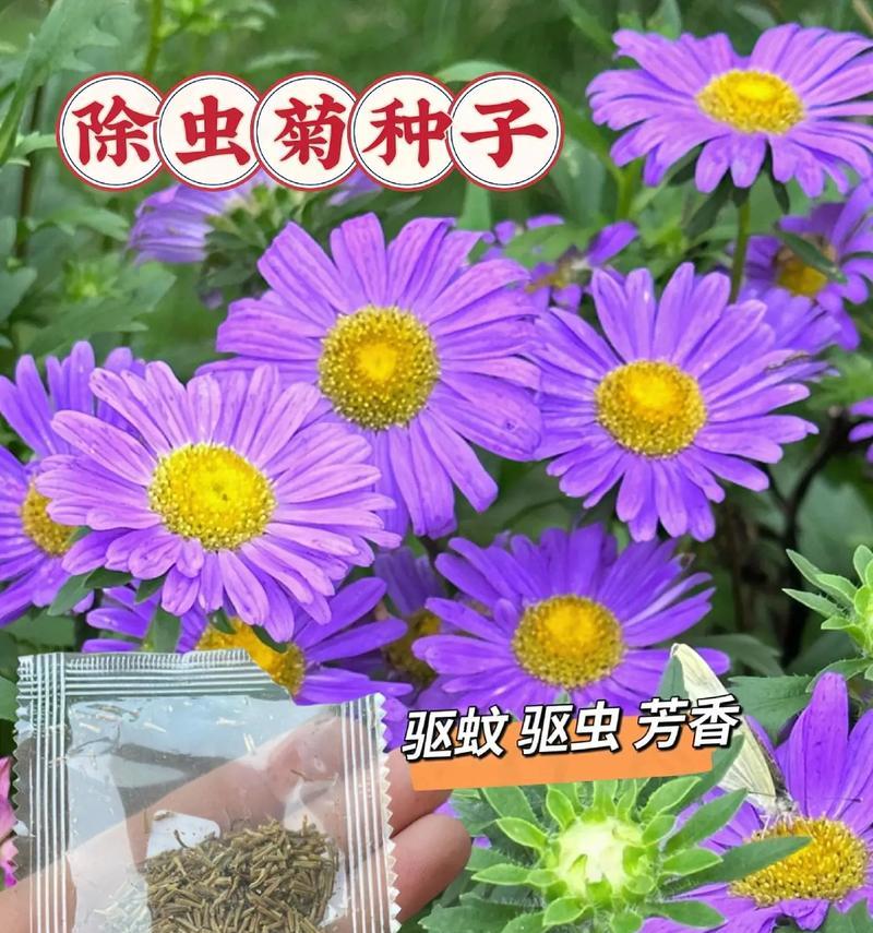 干枝梅的家庭养殖技巧（学会这些技巧，让你的干枝梅茁壮成长！）-第1张图片-绿意生活