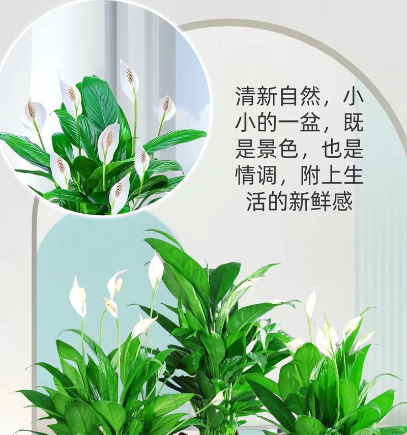 白掌的样子和特点（了解白掌，认识植物世界的美妙）-第3张图片-绿意生活