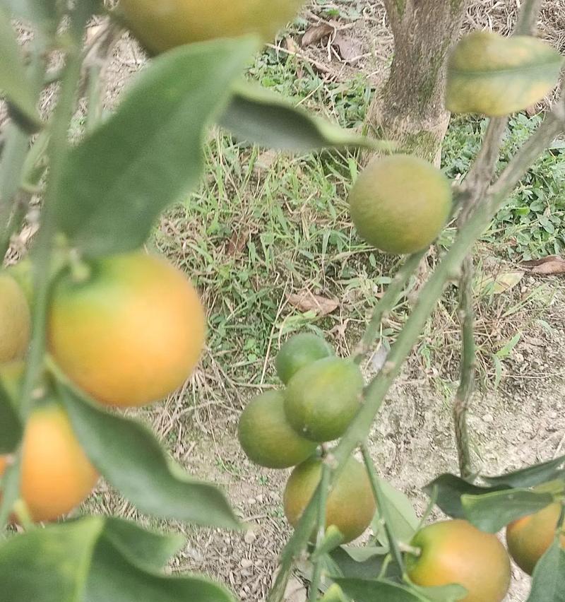 金桔上市季节（金桔成熟的月份和特点）-第1张图片-绿意生活