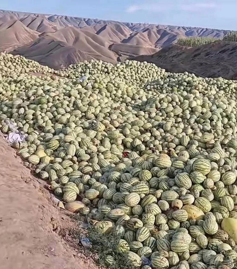 揭秘宁夏西瓜产地，美味背后的故事（从土地到市场，一步步探寻宁夏西瓜的生产和销售链路）-第3张图片-绿意生活