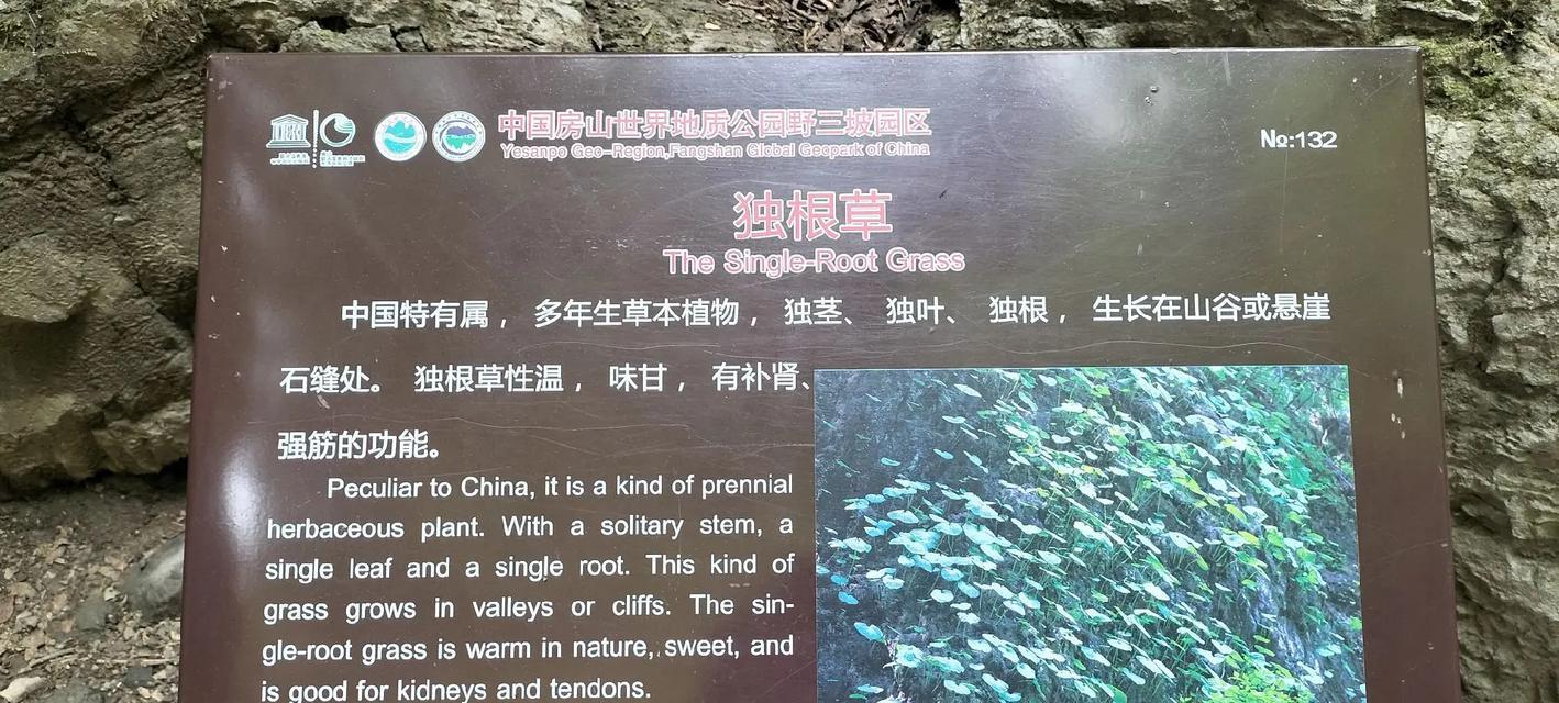 甘草的性质探究（甘草）-第1张图片-绿意生活