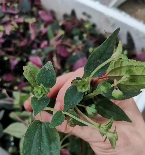 甘草的性质探究（甘草）-第2张图片-绿意生活