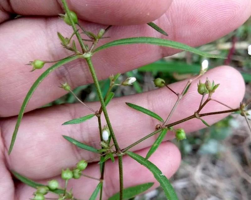 甘草的性质探究（甘草）-第3张图片-绿意生活