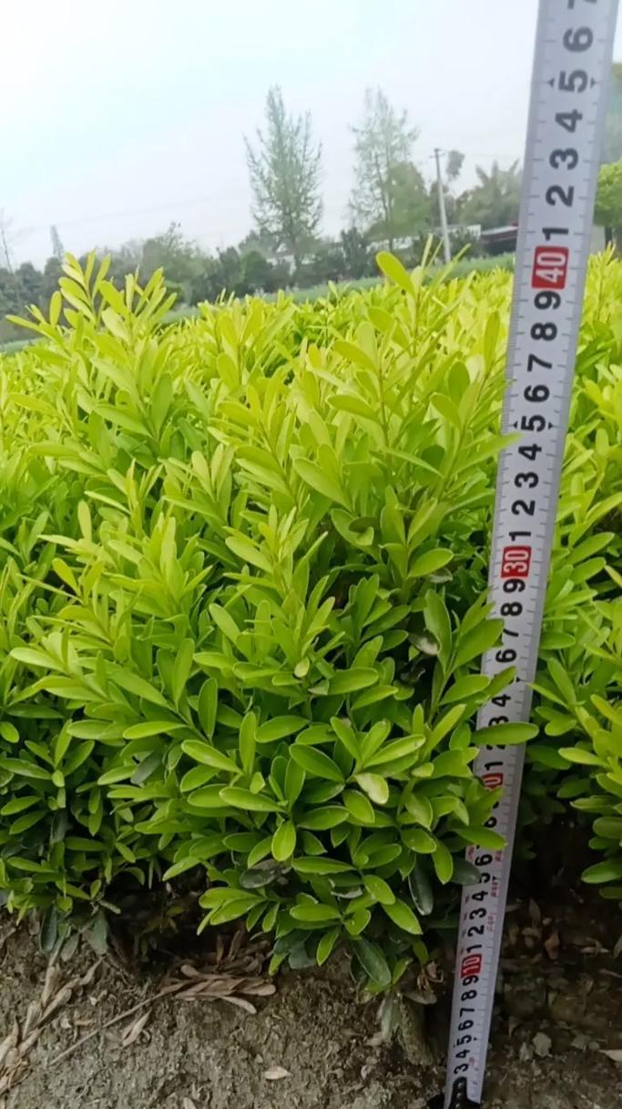 黄杨，不仅仅是草本植物（探究黄杨的特点和分类，解开草本植物误区）-第2张图片-绿意生活