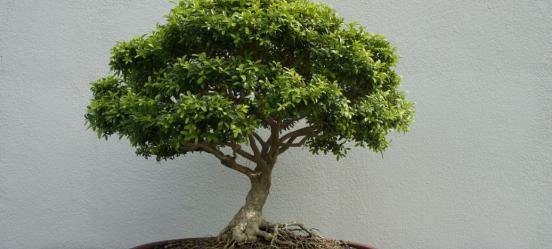 黄杨，不仅仅是草本植物（探究黄杨的特点和分类，解开草本植物误区）-第1张图片-绿意生活