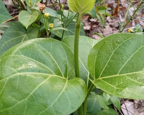 柳树到底是草本植物还是乔木？-第1张图片-绿意生活