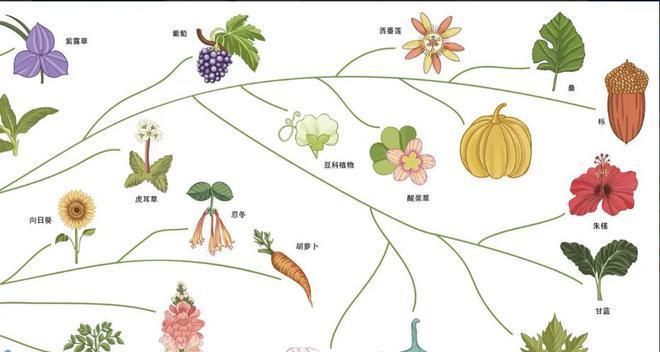 柳树到底是草本植物还是乔木？-第2张图片-绿意生活